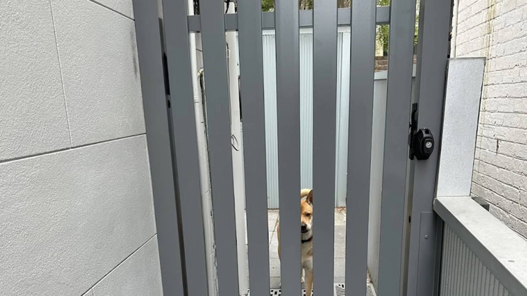 AFS Gate Suitable For Pets